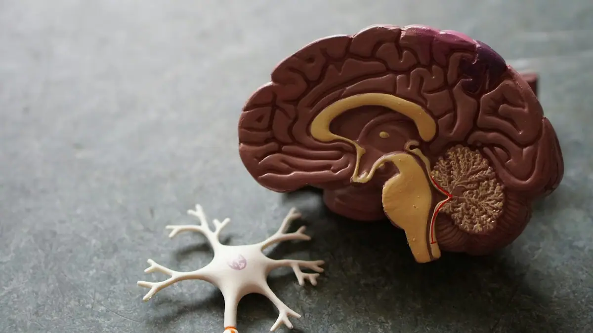 Best Nootropics for Cognitive Longevity: What Actually Works